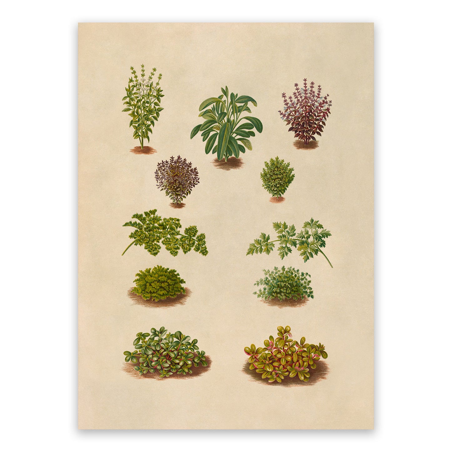 Herbs and Spices Plants Varieties Illustration, Vintage Style Garden Vegetable Print, EB29