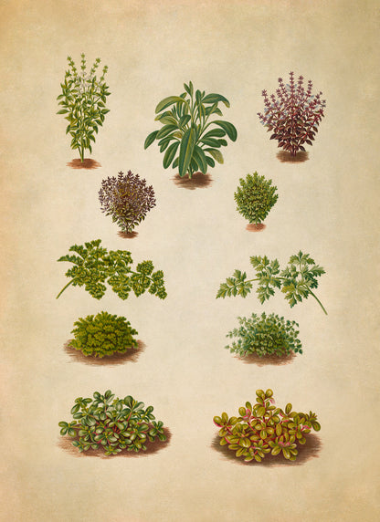 Herbs and Spices Plants Varieties Illustration, Vintage Style Garden Vegetable Print, EB29