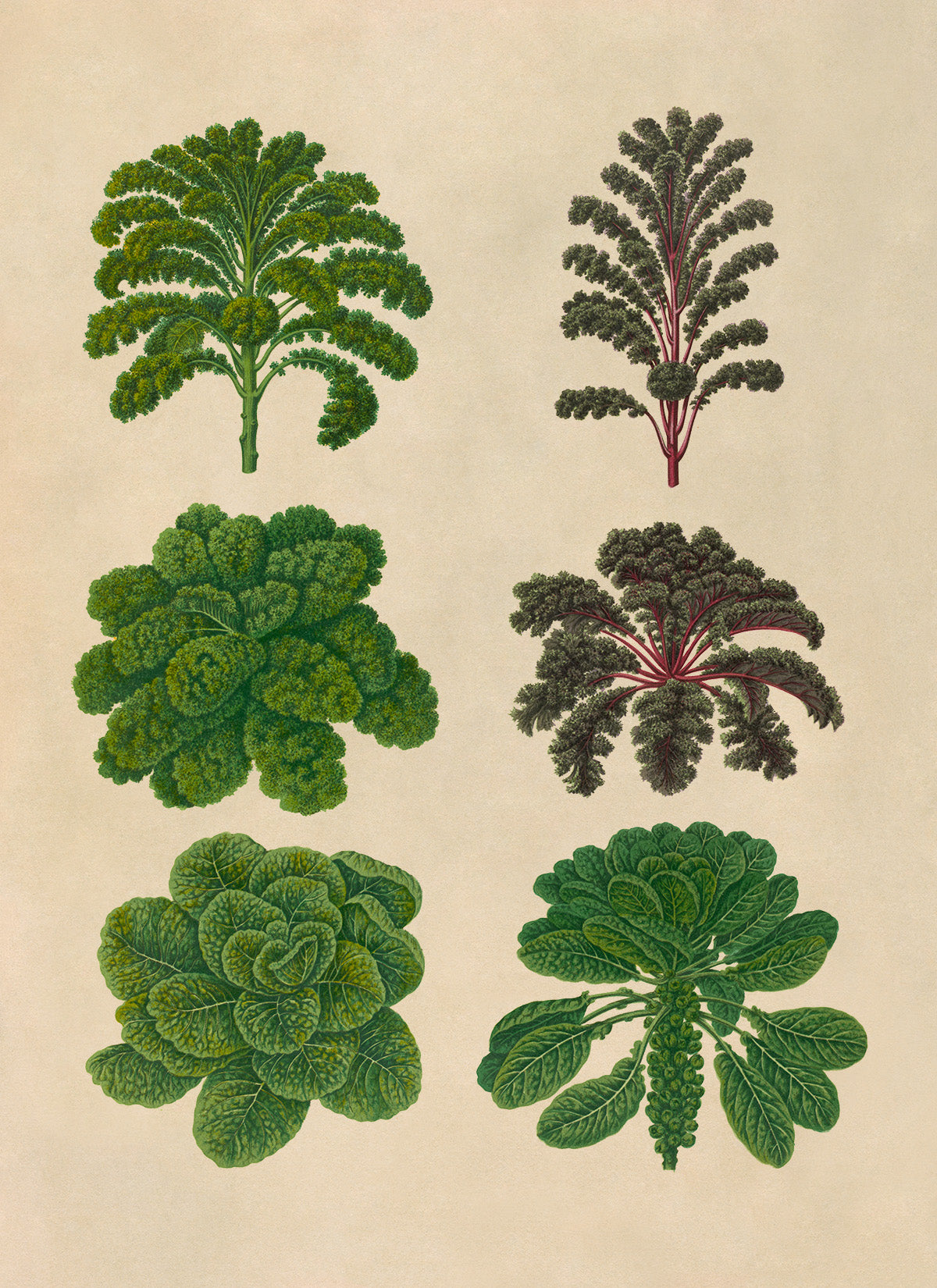 Brussels Sprouts And Kale Plant Varieties Illustration, Vintage Style Garden Vegetable Print, EB3