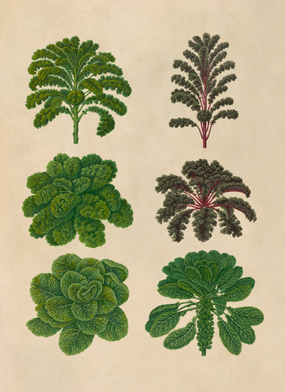 Brussels Sprouts And Kale Plant Varieties Illustration, Vintage Style Garden Vegetable Print, EB3