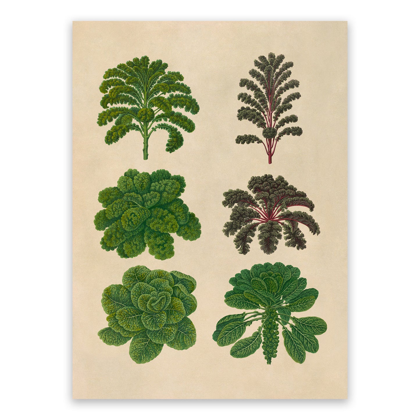 Brussels Sprouts And Kale Plant Varieties Illustration, Vintage Style Garden Vegetable Print, EB3