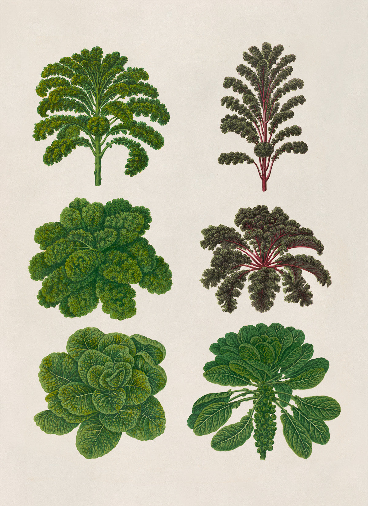 Brussels Sprouts And Kale Plant Varieties Illustration, Vintage Style Garden Vegetable Print, EB3