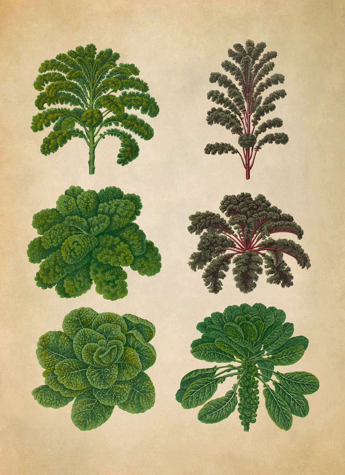 Brussels Sprouts And Kale Plant Varieties Illustration, Vintage Style Garden Vegetable Print, EB3