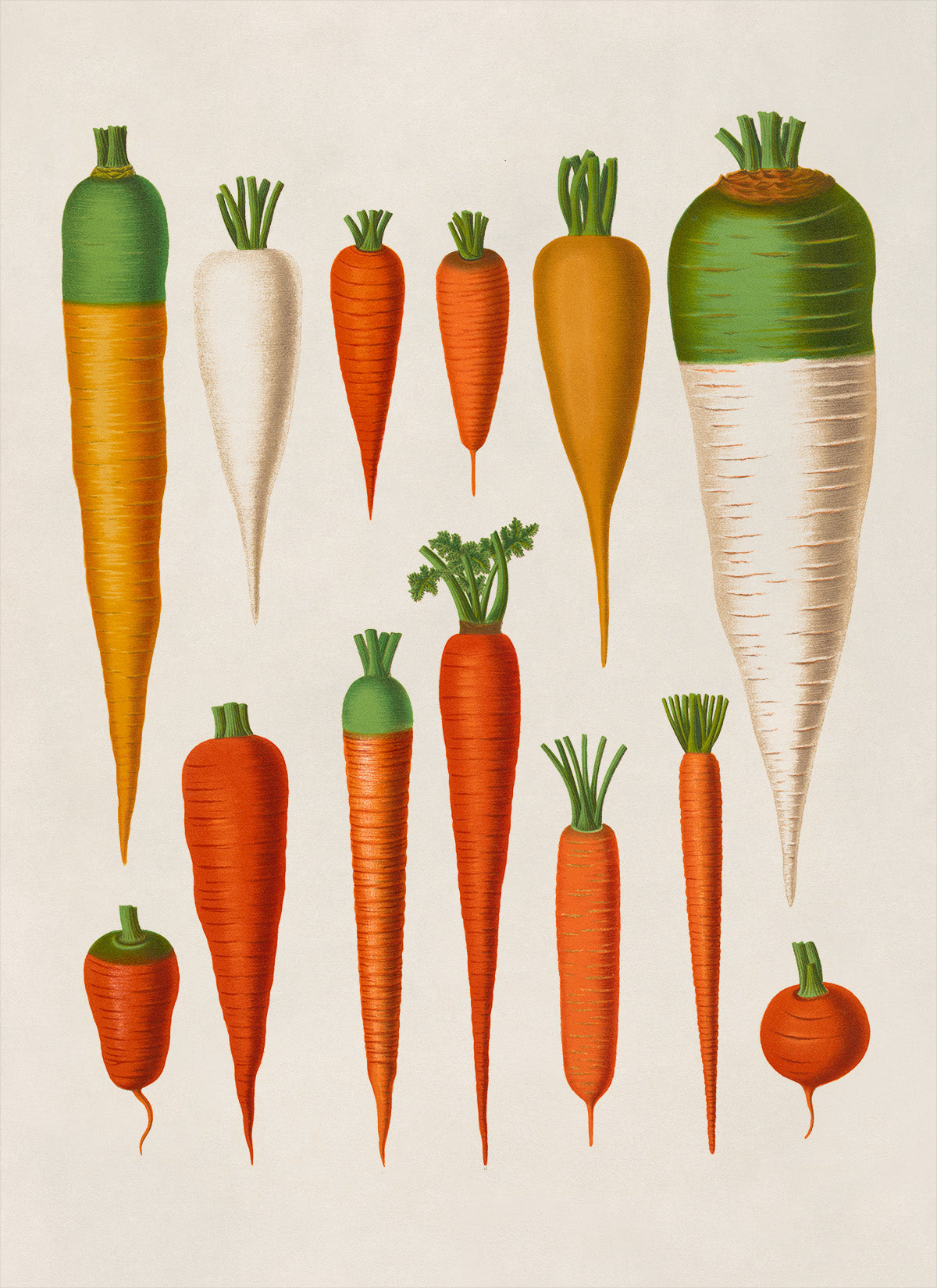 Carrot Plants Varieties Illustration, Vintage Style Garden Vegetable Print, EB4