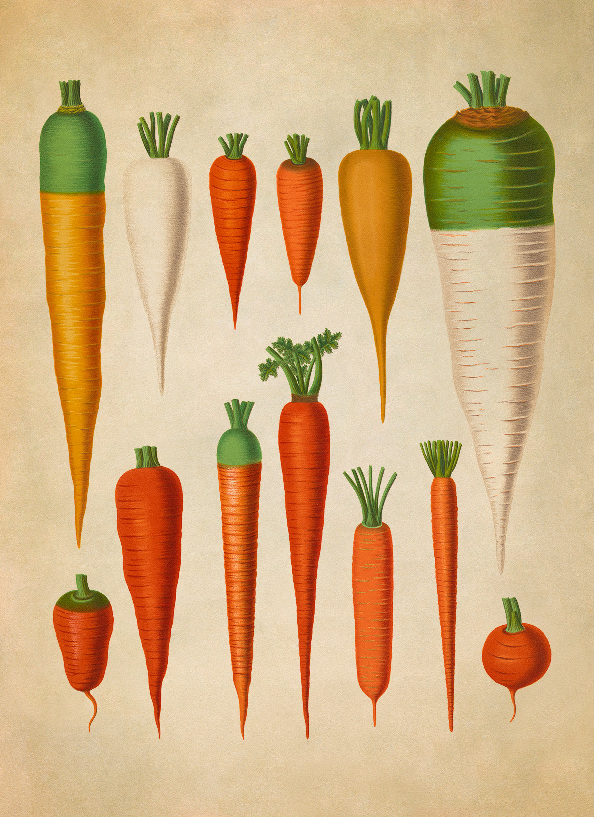 Carrot Plants Varieties Illustration, Vintage Style Garden Vegetable Print, EB4