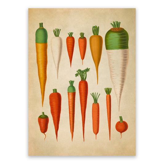 Carrot Plants Varieties Illustration, Vintage Style Garden Vegetable Print, EB4