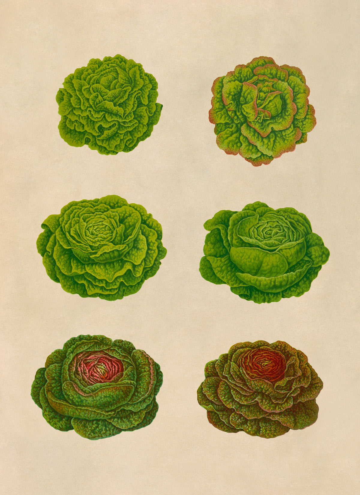 Lettuces Plant Varieties Illustration, Vintage Style Garden Vegetable Print, EB5