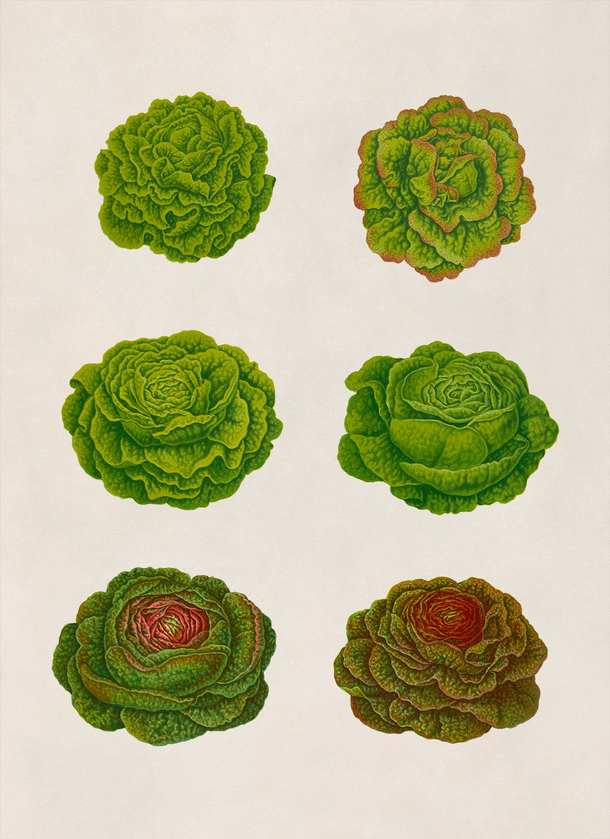 Lettuces Plant Varieties Illustration, Vintage Style Garden Vegetable Print, EB5