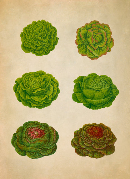 Lettuces Plant Varieties Illustration, Vintage Style Garden Vegetable Print, EB5