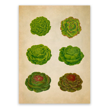 Lettuces Plant Varieties Illustration, Vintage Style Garden Vegetable Print, EB5