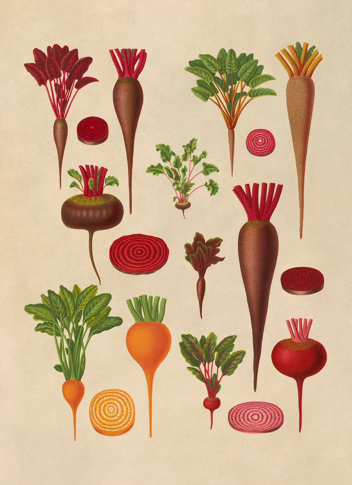 Beet Plant Varieties Illustration, Vintage Style Garden Vegetable Print, EB6