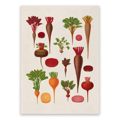 Beet Plant Varieties Illustration, Vintage Style Garden Vegetable Print, EB6