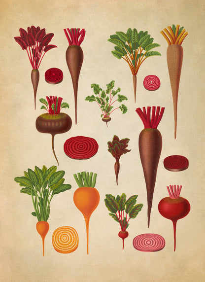 Beet Plant Varieties Illustration, Vintage Style Garden Vegetable Print, EB6