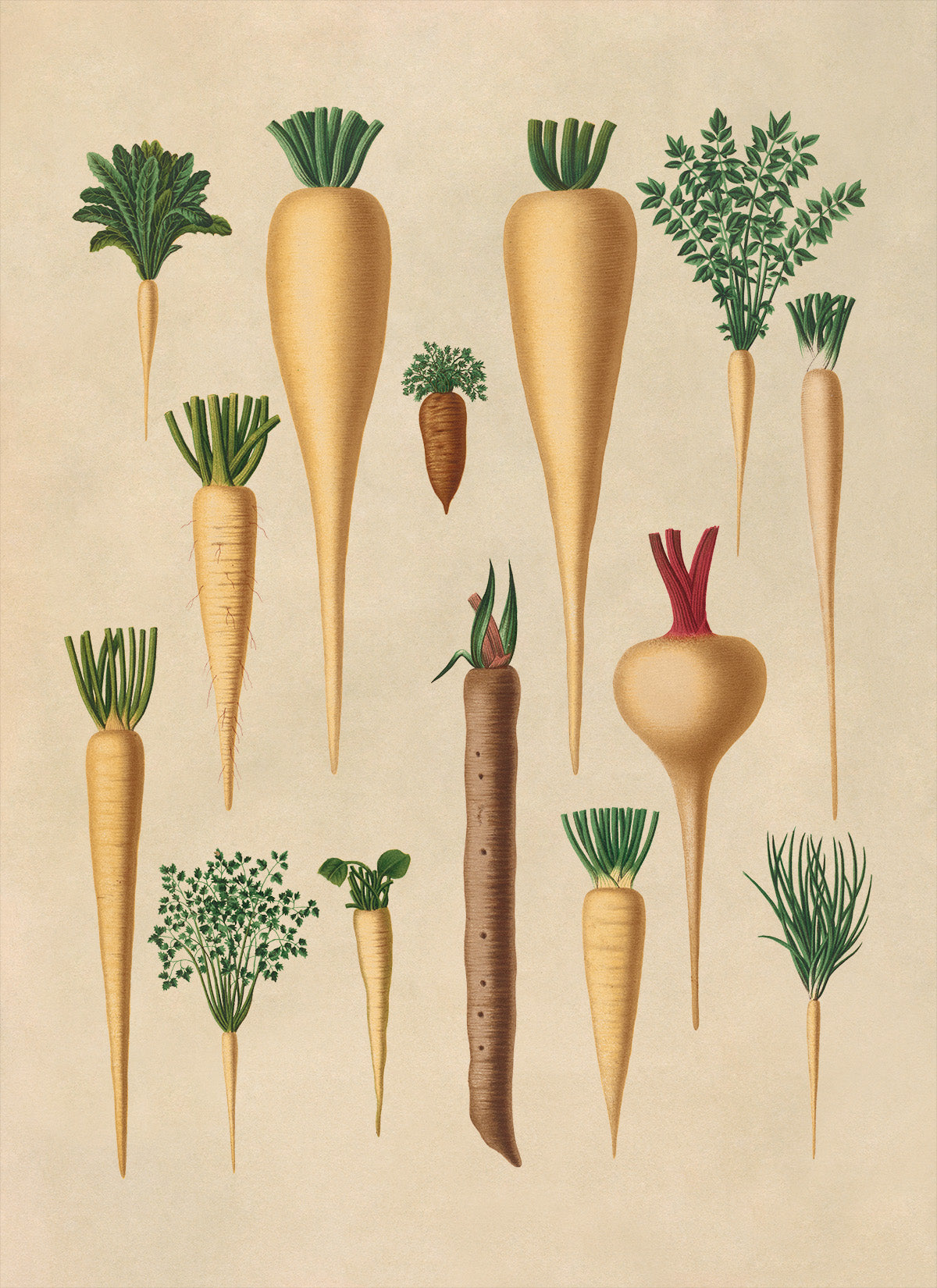 Parsley and Parsnip Plants Varieties Illustration, Vintage Style Fruit Fruit Print, EB7