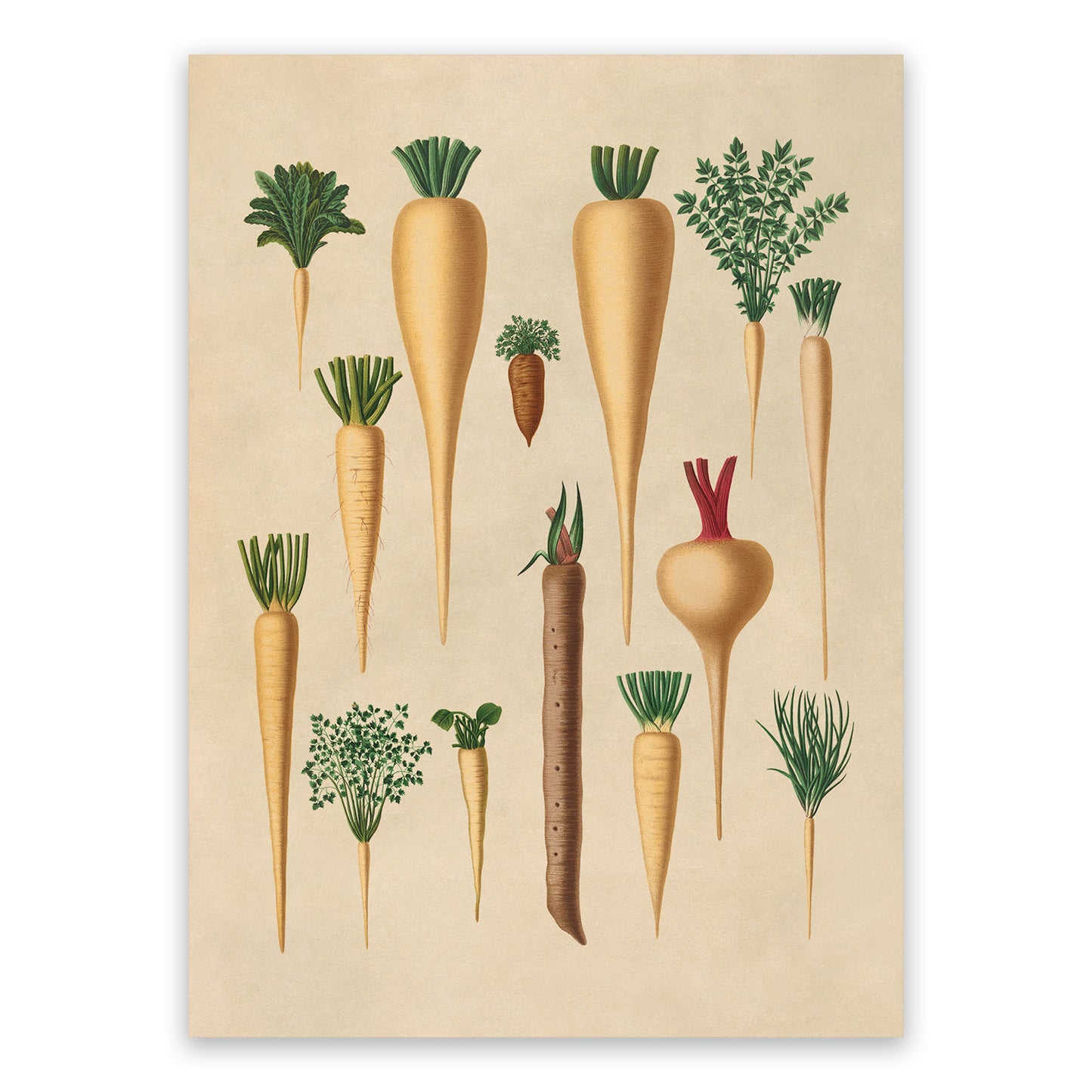 Parsley and Parsnip Plants Varieties Illustration, Vintage Style Fruit Fruit Print, EB7