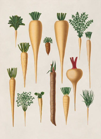 Parsley and Parsnip Plants Varieties Illustration, Vintage Style Fruit Fruit Print, EB7