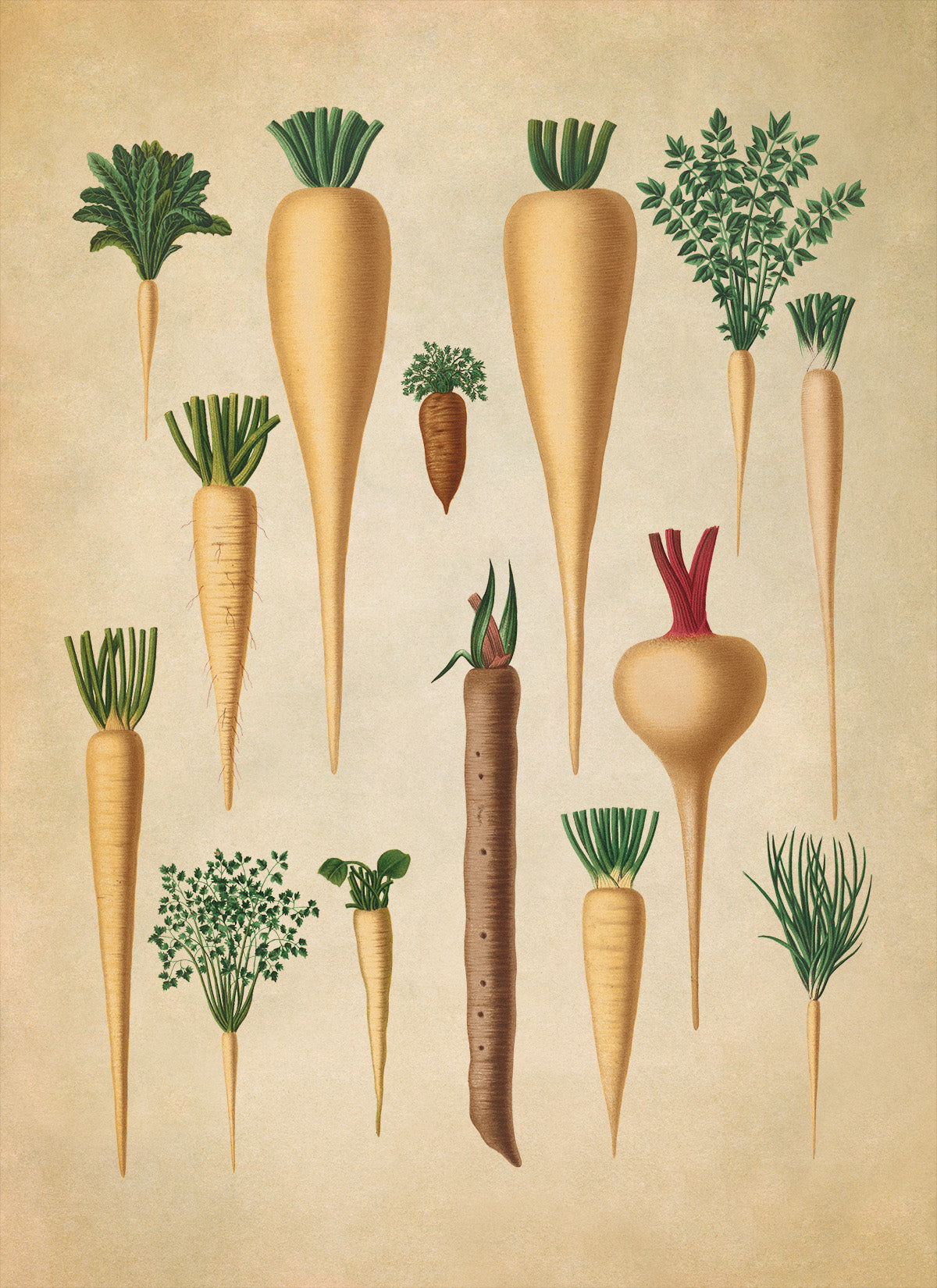 Parsley and Parsnip Plants Varieties Illustration, Vintage Style Fruit Fruit Print, EB7