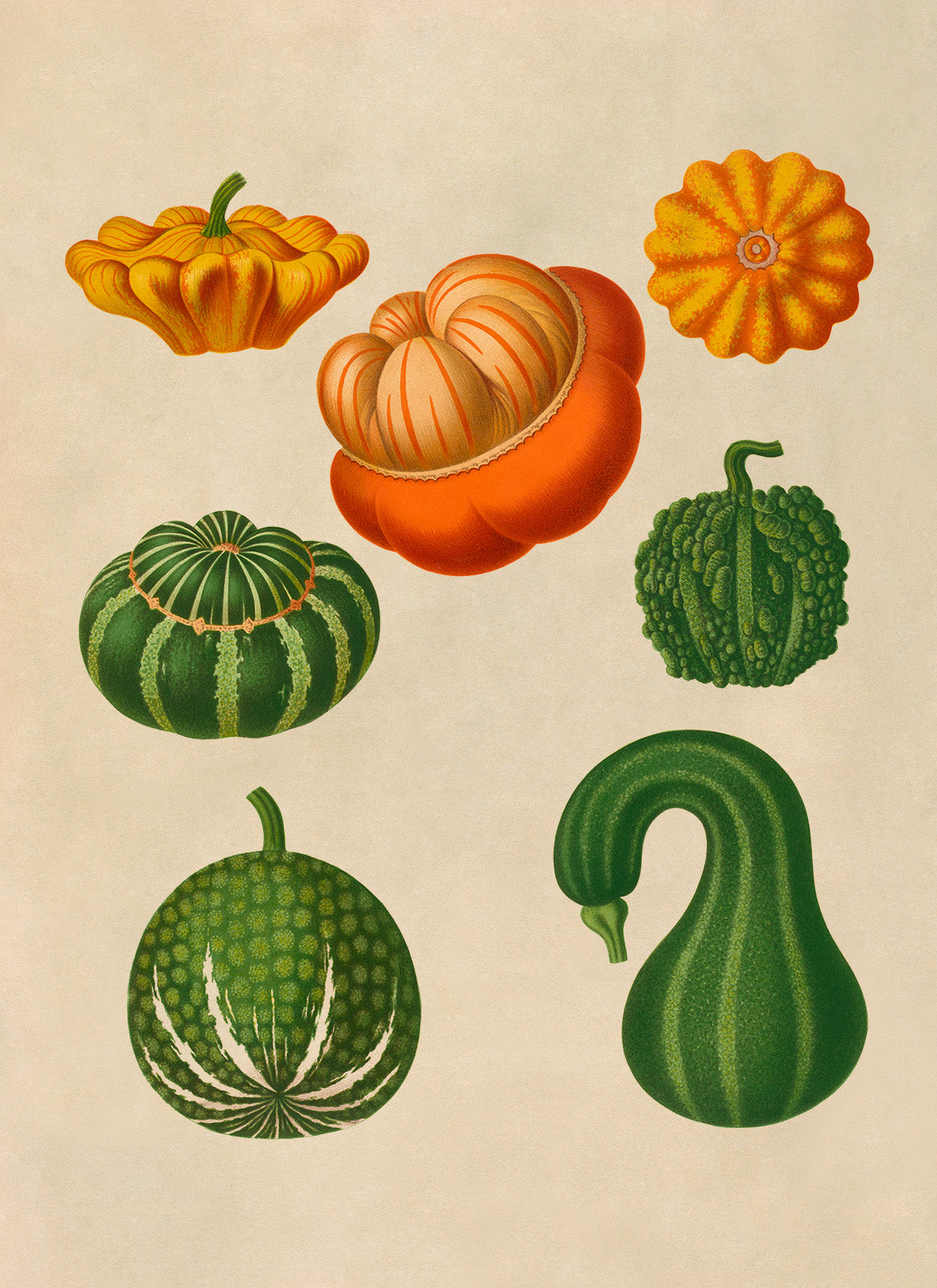 Gourd Plants Varieties Illustration, Vintage Style Garden Vegetable Print, EB9