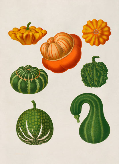 Gourd Plants Varieties Illustration, Vintage Style Garden Vegetable Print, EB9