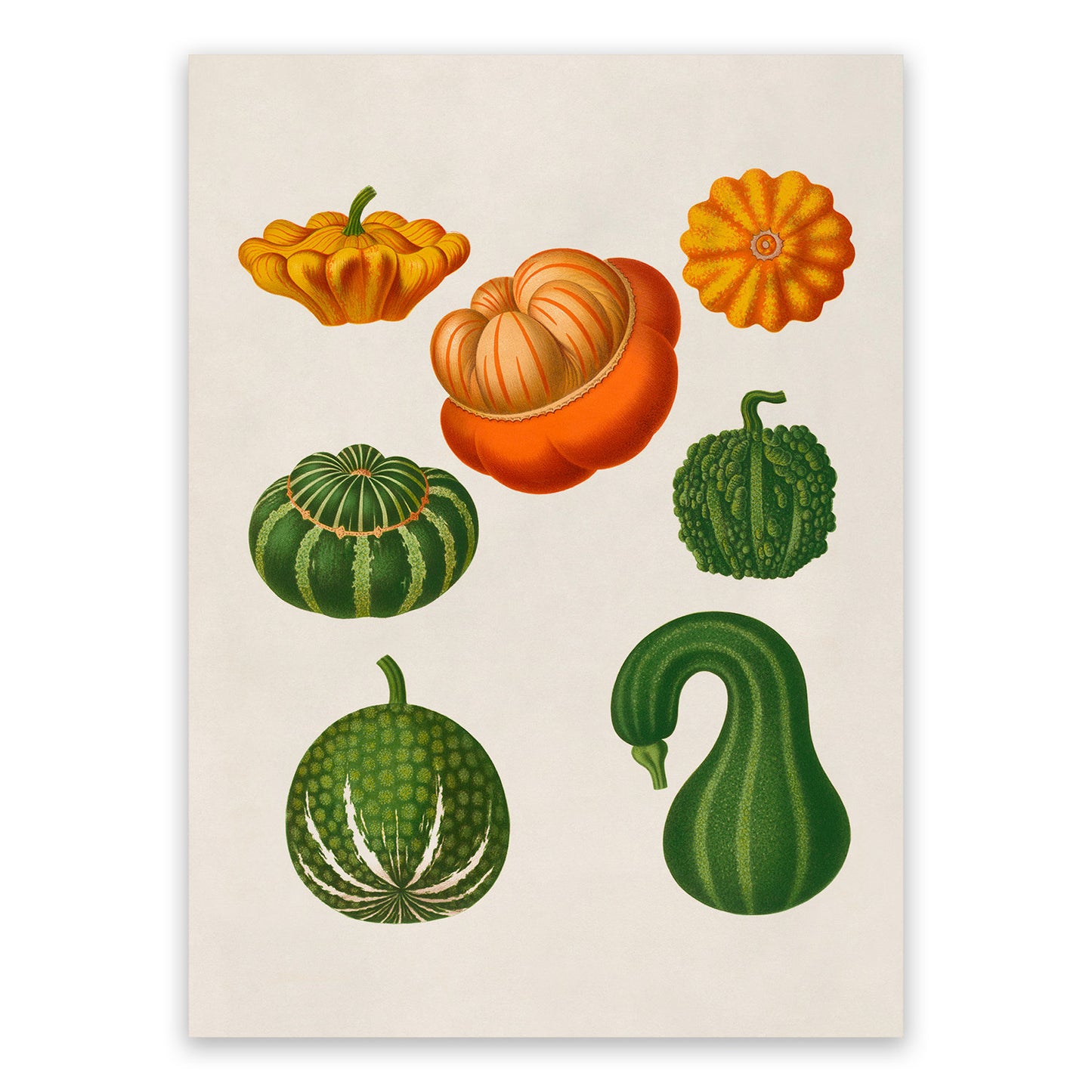 Gourd Plants Varieties Illustration, Vintage Style Garden Vegetable Print, EB9