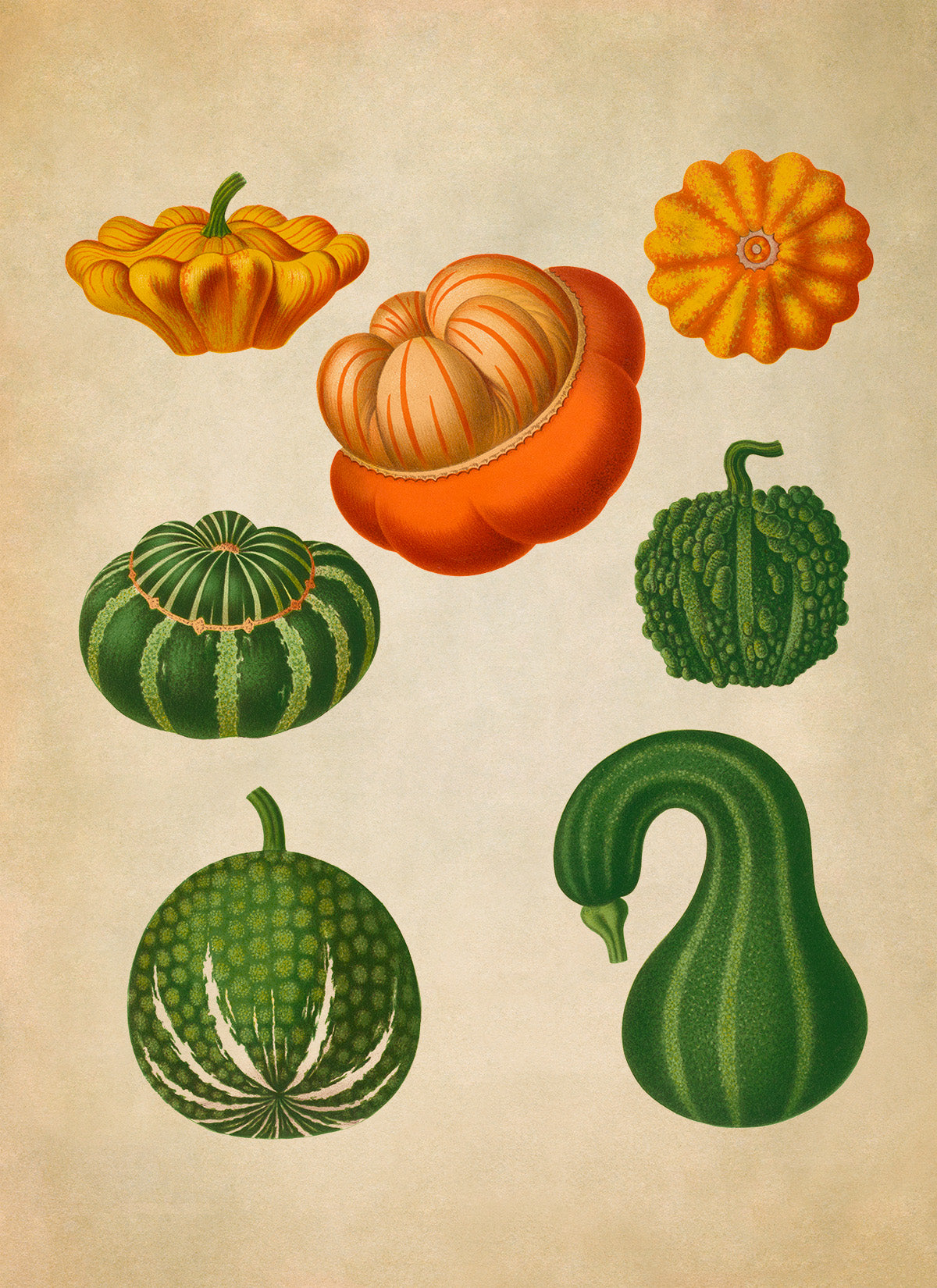 Gourd Plants Varieties Illustration, Vintage Style Garden Vegetable Print, EB9