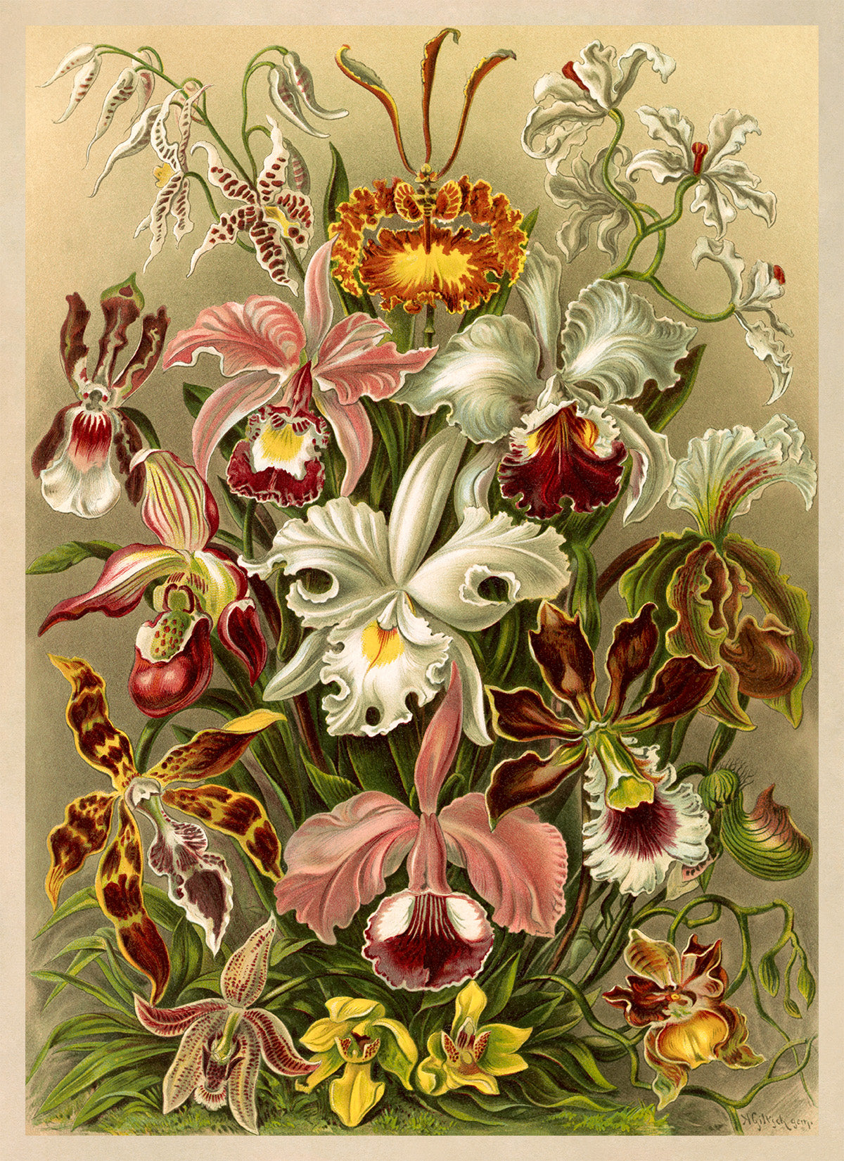 Ernst Haeckel Orchid Flower Print: Floral Botanical Illustration NH11