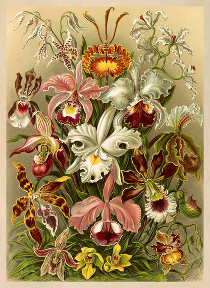 Ernst Haeckel Orchid Flower Print: Floral Botanical Illustration NH11