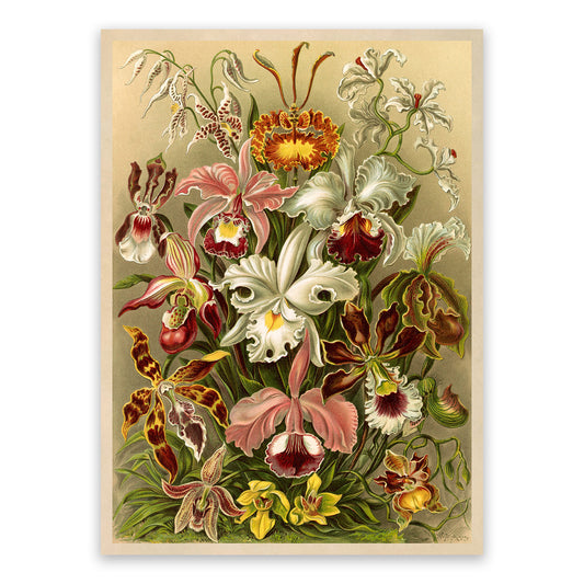 Ernst Haeckel Orchid Flower Print: Floral Botanical Illustration NH11