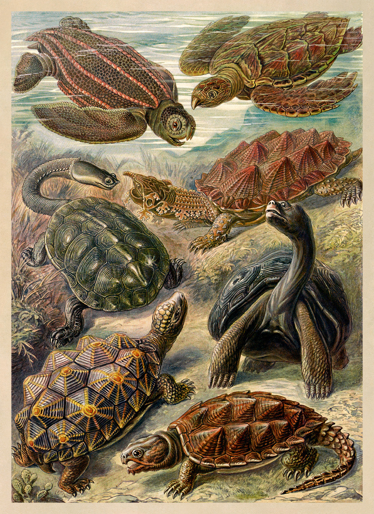 Ernst Haeckel Turtle Print: Reptile Species Art NH13
