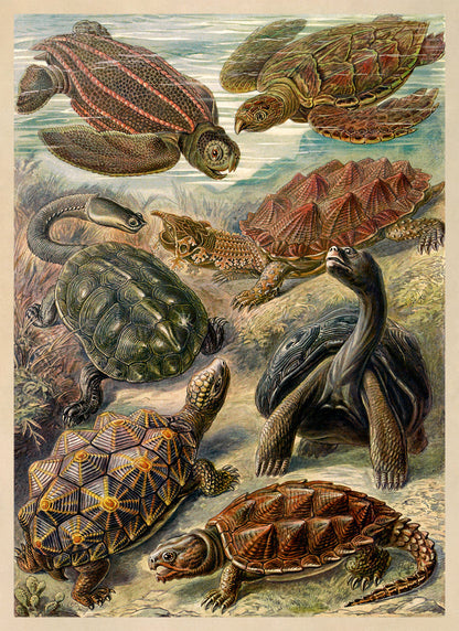 Ernst Haeckel Turtle Print: Reptile Species Art NH13