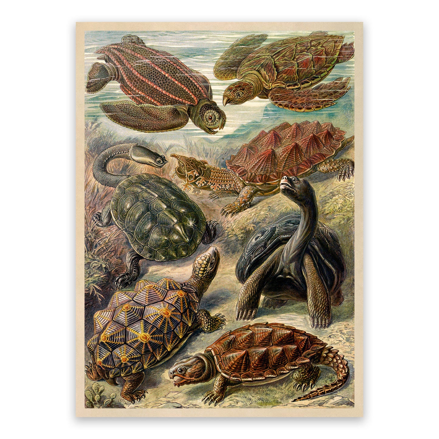 Ernst Haeckel Turtle Print: Reptile Species Art NH13