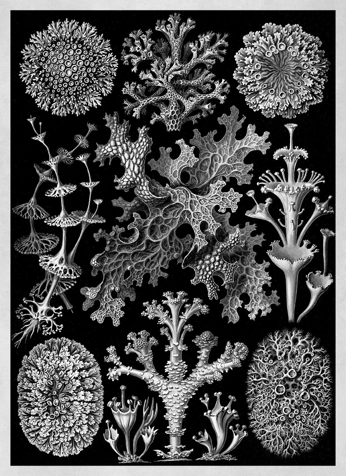 Ernst Haeckel Lichens Print: Black & White Sea Life Art NH12