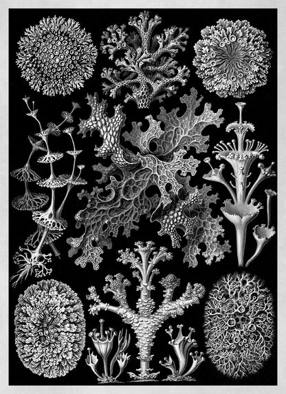 Ernst Haeckel Lichens Print: Black & White Sea Life Art NH12
