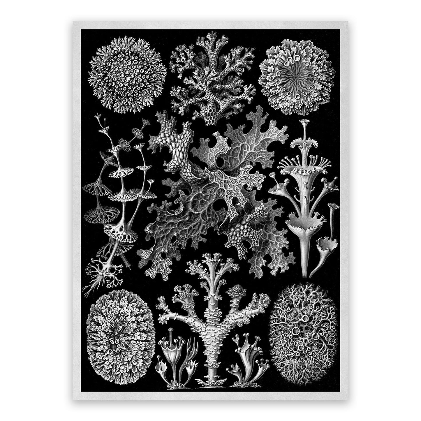 Ernst Haeckel Lichens Print: Black & White Sea Life Art NH12