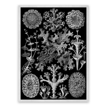 Ernst Haeckel Lichens Print: Black & White Sea Life Art NH12