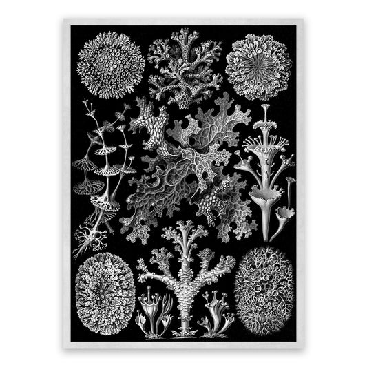 Ernst Haeckel Lichens Print: Black & White Sea Life Art NH12