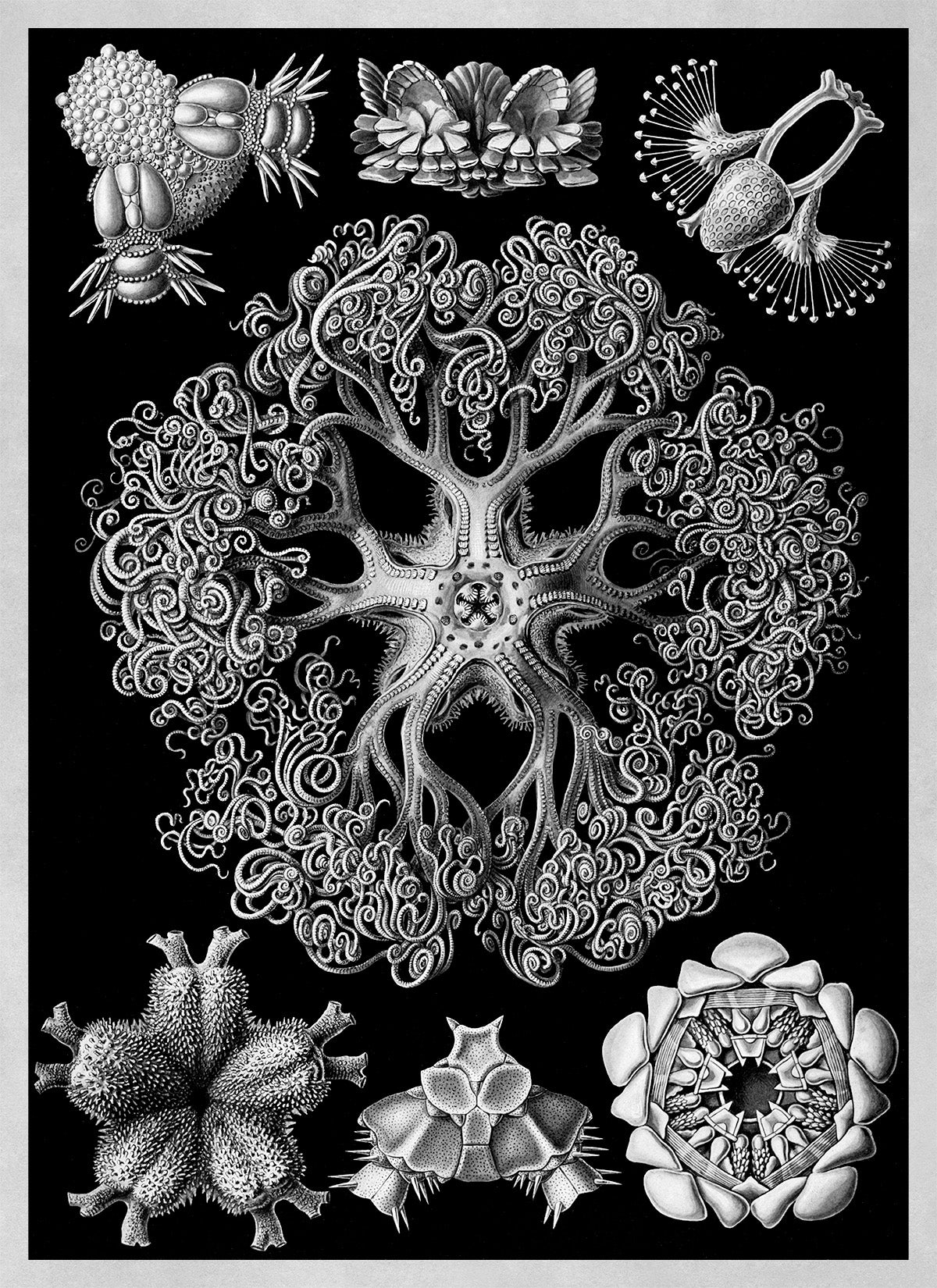 Ernst Haeckel Brittle Stars Print: Black & White Sea Life Art NH15