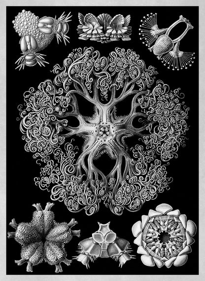 Ernst Haeckel Brittle Stars Print: Black & White Sea Life Art NH15