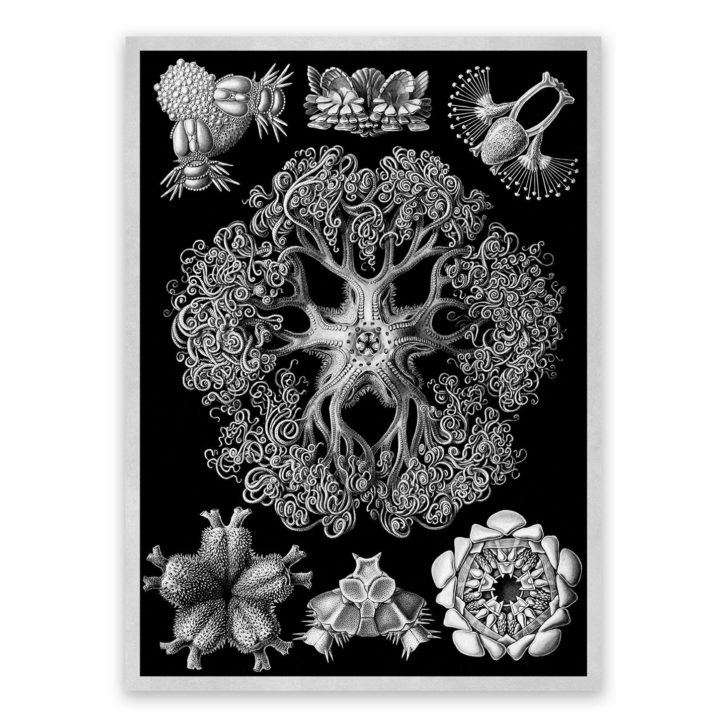 Ernst Haeckel Brittle Stars Print: Black & White Sea Life Art NH15