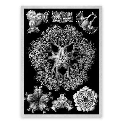 Ernst Haeckel Brittle Stars Print: Black & White Sea Life Art NH15