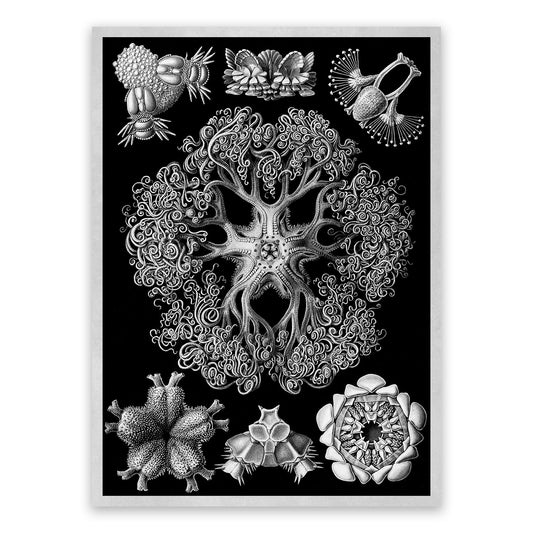Ernst Haeckel Brittle Stars Print: Black & White Sea Life Art NH15