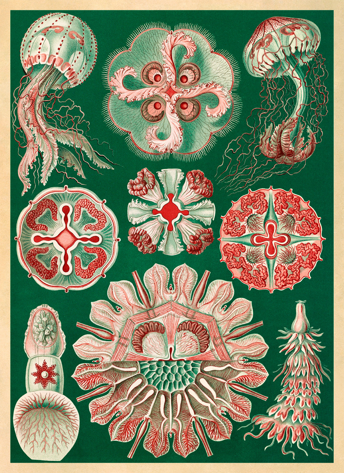 Ernst Haeckel Jellyfish Print: Marine Life Art NH16