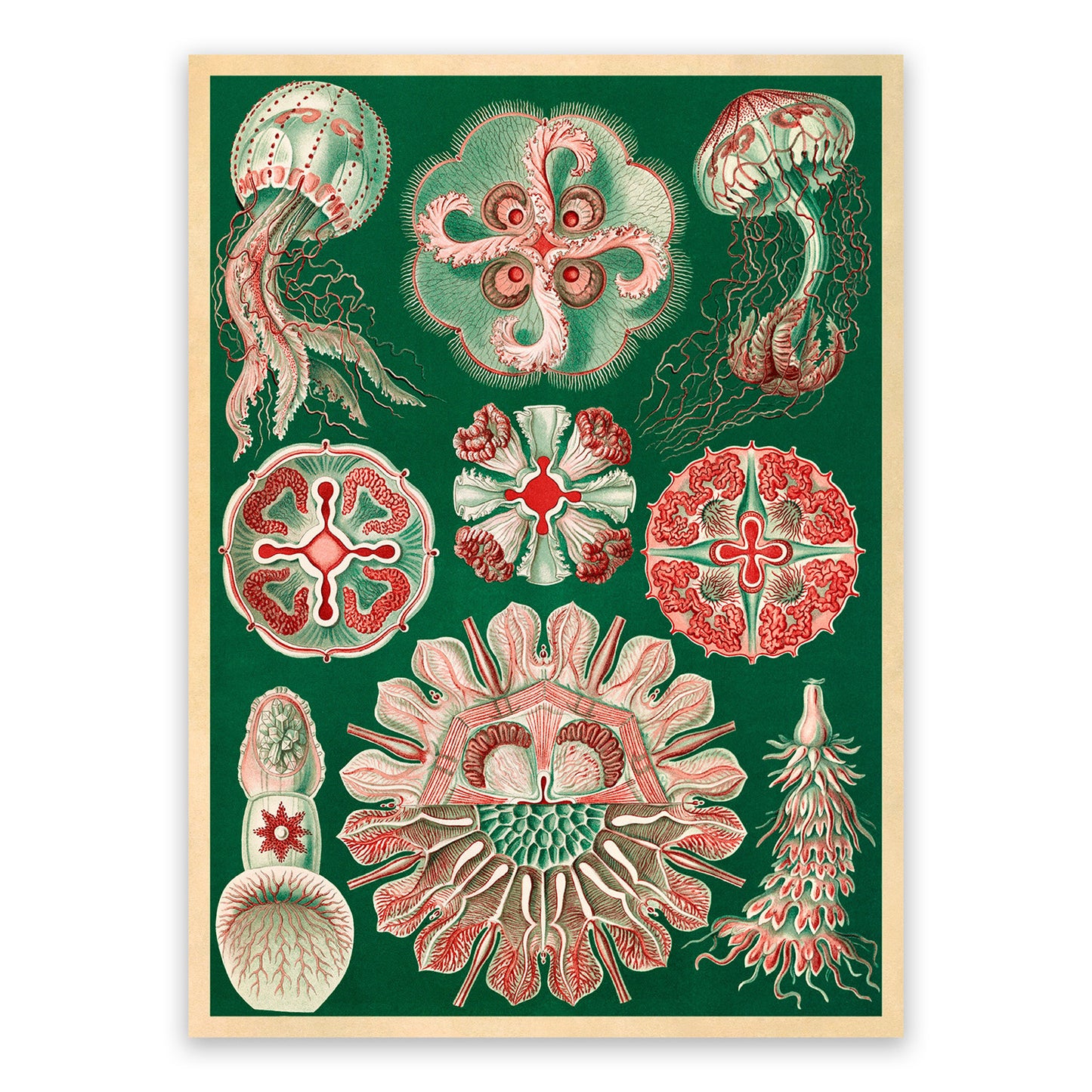 Ernst Haeckel Jellyfish Print: Marine Life Art NH16