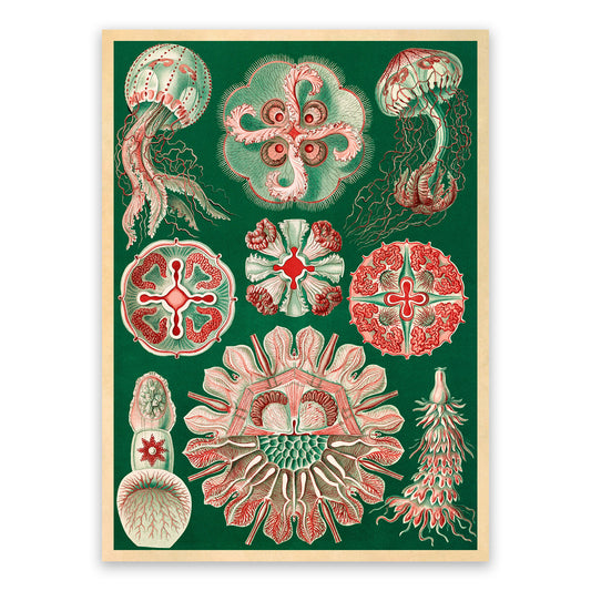 Ernst Haeckel Jellyfish Print: Marine Life Art NH16