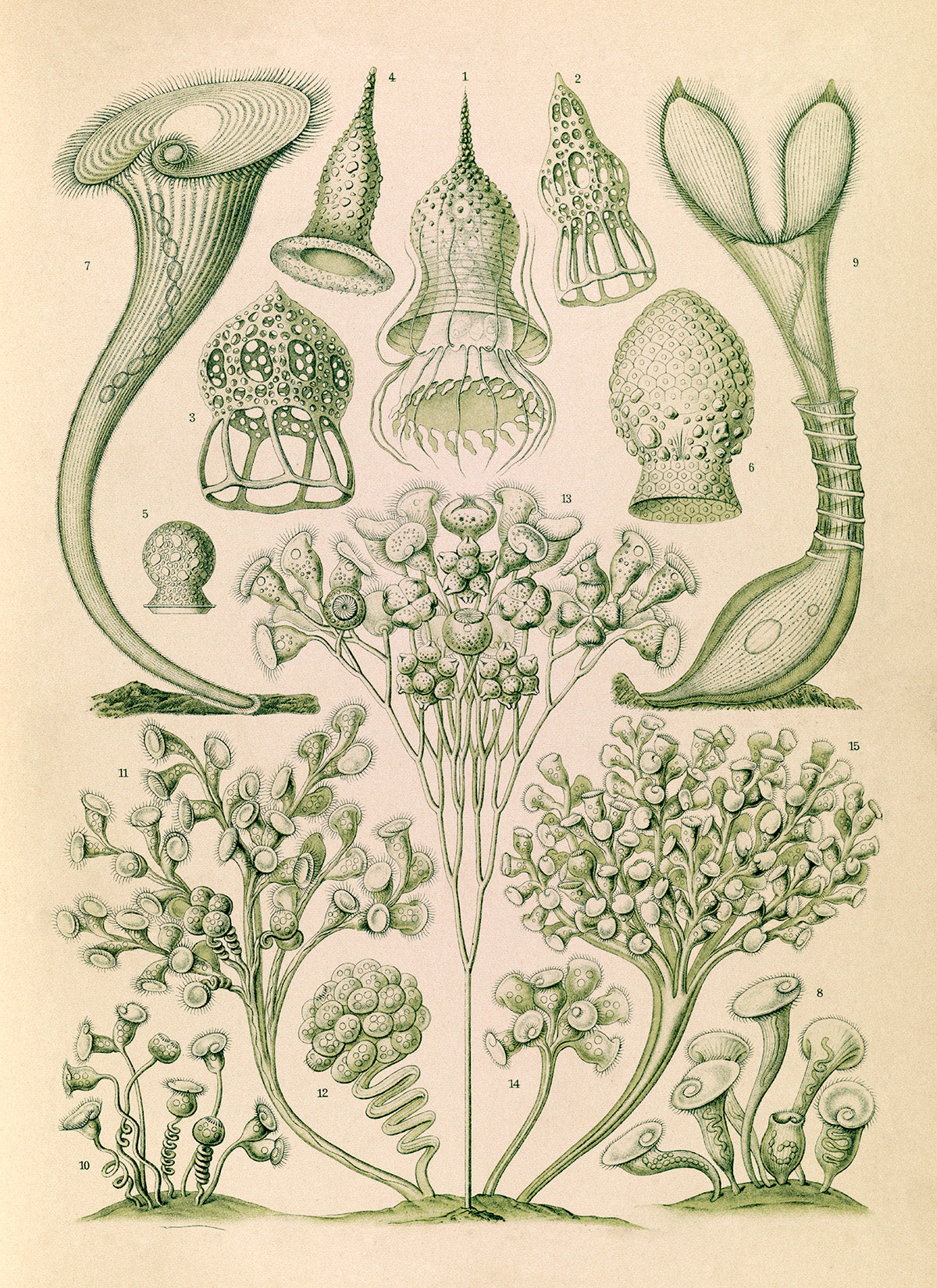 Ernst Haeckel Ciliates Print – Vintage Scientific Microbiology Art, NH1