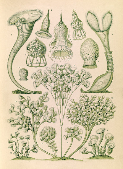 Ernst Haeckel Ciliates Print – Vintage Scientific Microbiology Art, NH1