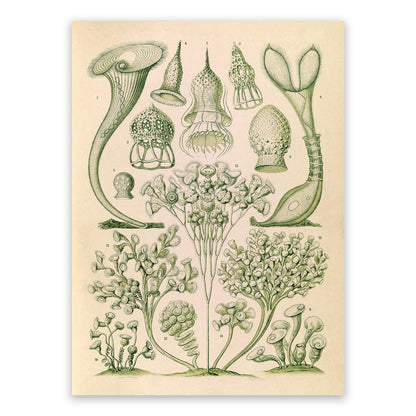 Ernst Haeckel Ciliates Print – Vintage Scientific Microbiology Art, NH1
