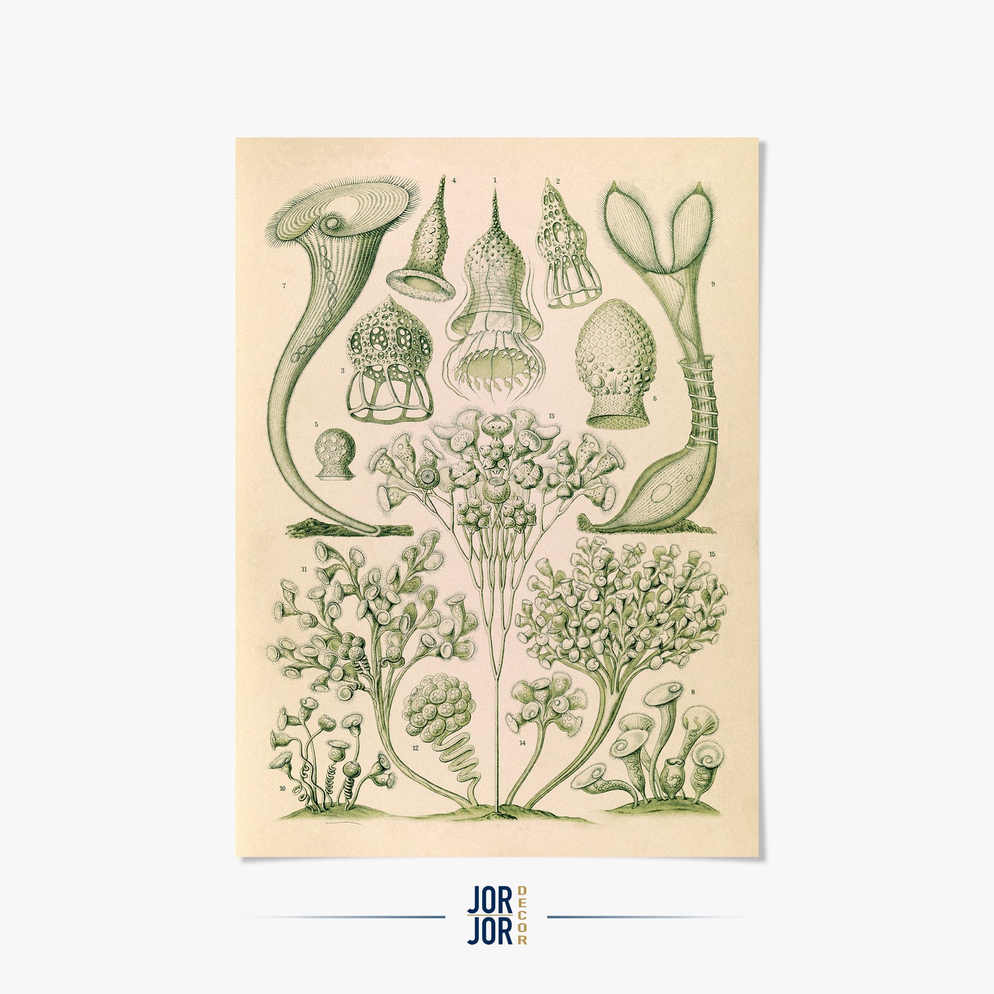 Ernst Haeckel Ciliates Print – Vintage Scientific Microbiology Art, NH1