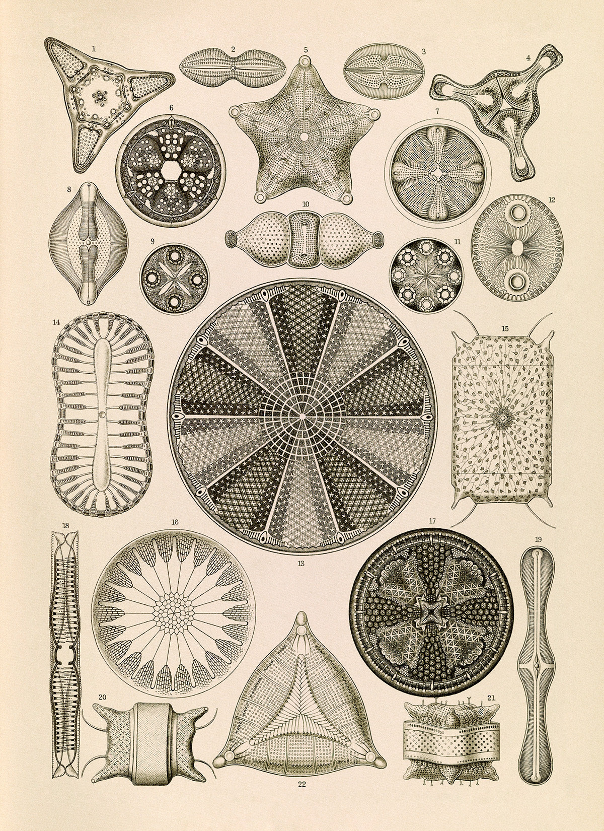 Ernst Haeckel Algae Diatom Print – Vintage Biology Illustration Poster NH2