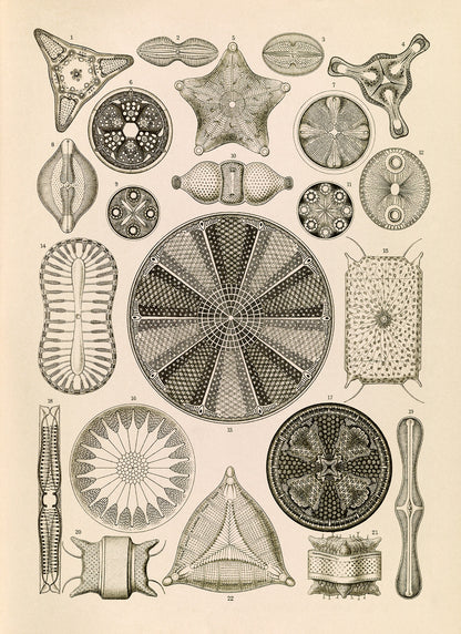 Ernst Haeckel Algae Diatom Print – Vintage Biology Illustration Poster NH2